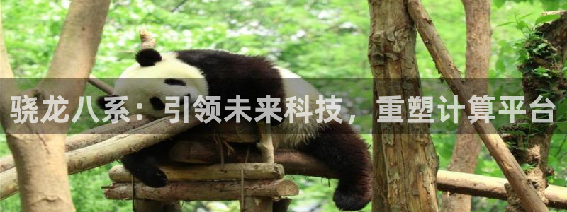 新宝5体育2官网入口：骁龙八系：引领未来科技，重塑计算平台